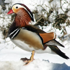 1 Mandarin male Duck For Sale