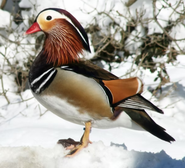 1 Mandarin male Duck For Sale