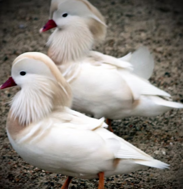 1 White Mandarin male - Image 2