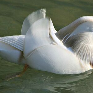 1 White Mandarin male Ducks For Sale