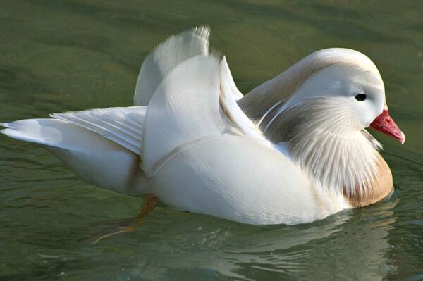 1 White Mandarin male Ducks For Sale