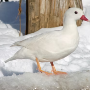 1 White Mandarin Female Duck For Sale