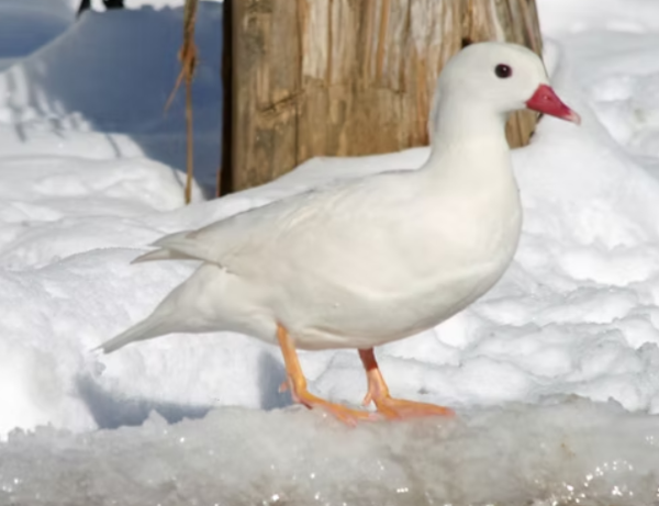 1 White Mandarin Female Duck For Sale