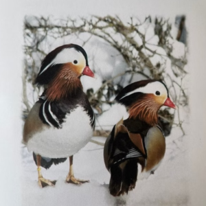 Mandarin Ducks by MANDARIN FAMILY DUCK FARMS - Booklet