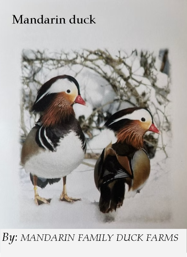 Mandarin Ducks by MANDARIN FAMILY DUCK FARMS - Booklet