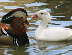 Mandarin Ducks pair Regular Male with White Hen