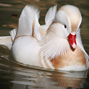 Ultimate Package White Mandarin Ducks For sale