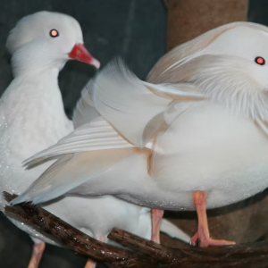 1 pair of White Mandarins