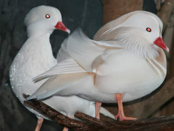 1 pair of White Mandarins